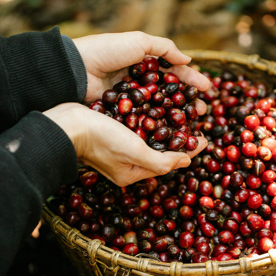 El alma del café de especialidad